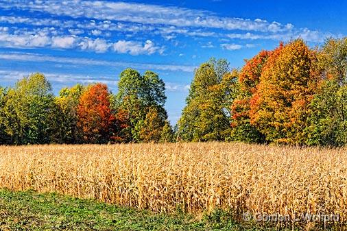 Autumn Cornfield_16450.jpg - Photographed near Perth, Ontario, Canada.